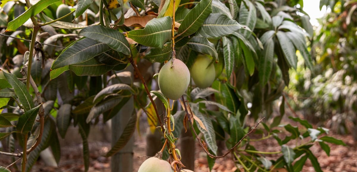 delicious-raw-mango-fruit-tree (1)